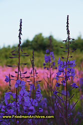 Purple and Pink Flowers DSC07240